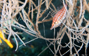 Maldives 2021 -Poisson faucon a long nez -Longnose hawkfish -  Oxycirrhites typus - DSC00666_rc